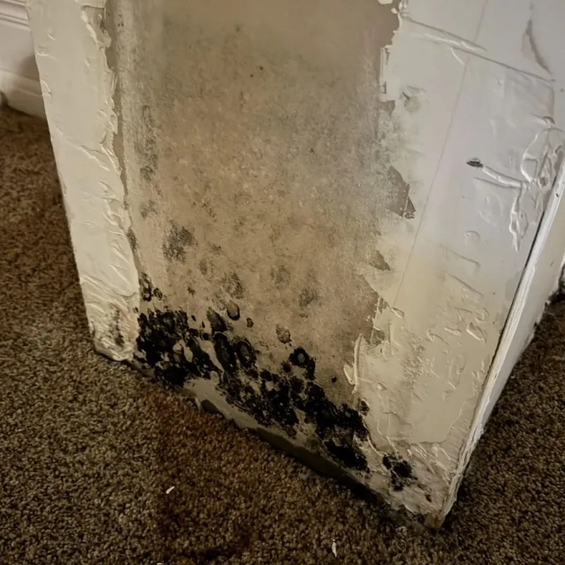 Professional Mold Removal in Waldo, FL